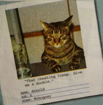 242 Katzen - 3-lagig - ppd - James Edgar - Arnold - CS