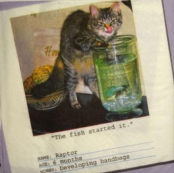 243 Cats - 3-ply - ppd - James Edgar - Raptor - CS
