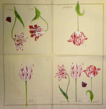 154 Tulpen - 3-lagig - (creme)