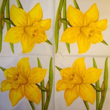 162 Daffodils - 3 ply - Sagen
