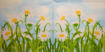 260 Daisies  - 3 ply