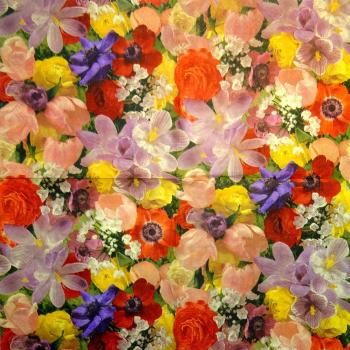 166 Anemones, Poppy - 3-ply