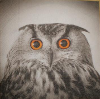 049 Owls - 3-ply - Paper Design