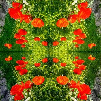 200 Anemones, Poppy - 3-ply - Chris Piper