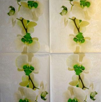 056 Orchids - 3-ply (cream)