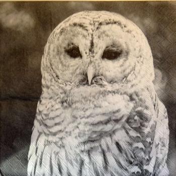 038 Owls - 3-ply - Ambiente