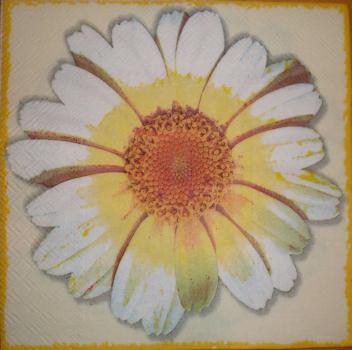 028 Daisies - 3-ply (cream) - Ambiente