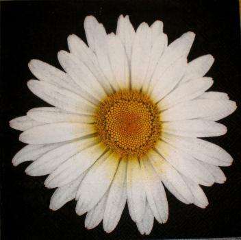 029 Daisies - 3-ply - Ihr