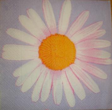 030 Daisies - 3-ply