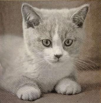 148 Katzen - 3-lagig - Stewo