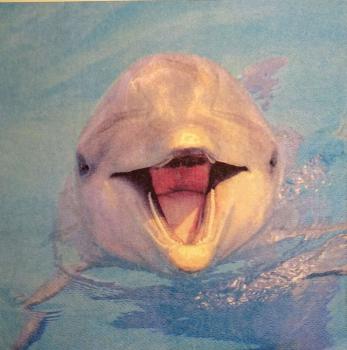 022 Dolphin / Whale / Shark - 3-ply - ppd - Image Bank