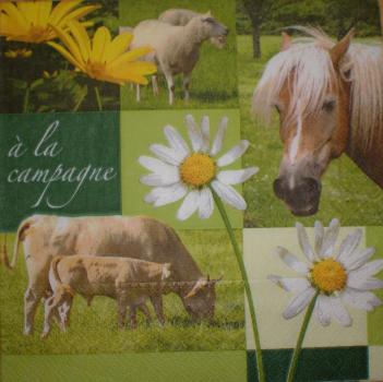 016 Pferde - 3-lagig - Ambiente