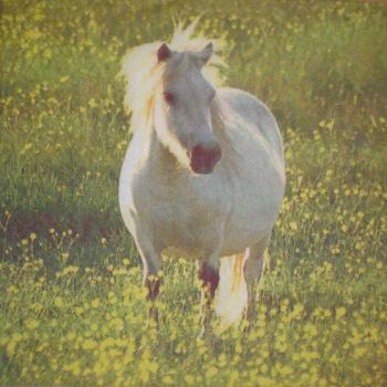028 Horses - 3-ply - Home Fashion