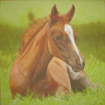 036 Horses - 3-ply - Shutterstock