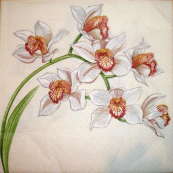 017 Orchids (17386)