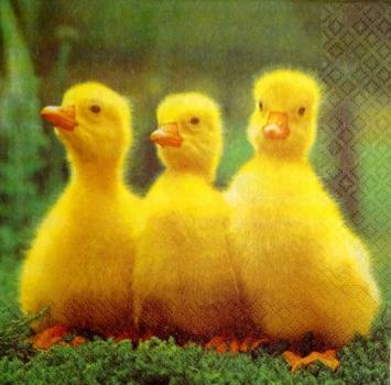 156 Enten - 3-lagig