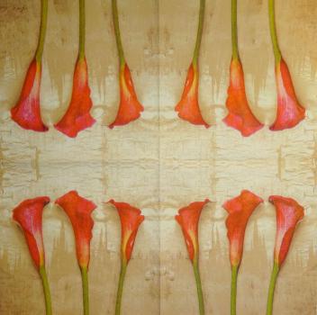 032 Calla - 3-lagig(orange) - Künstler