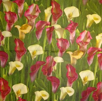 033 Calla - 3-ply