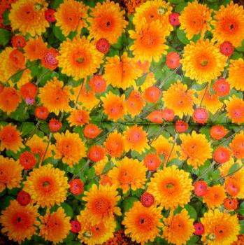293 Flowers Others - 3-ply - Atelier