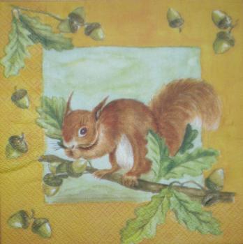 010 Eichhörnchen