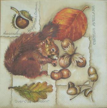013 Eichhörnchen (13)