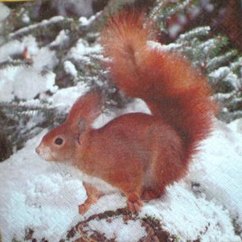 015 Eichhörnchen - 3-ply - Stewo
