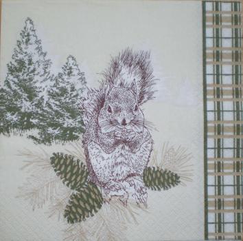 016 Eichhörnchen