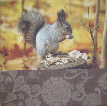 017 Eichhörnchen