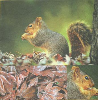 018 Eichhörnchen