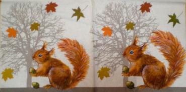 037 Eichhörnchen