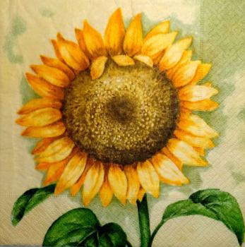048 Sunflowers - 3-ply (cream) - Chris Piper - CS