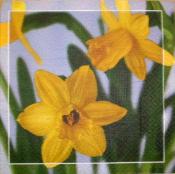 005 Daffodils,  Hyacinths,  Maiglöckchen, Crocus