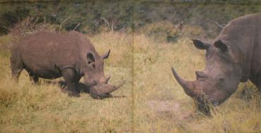 003 Tiere Afrika: Diverse - 3-lagig - Paper Design