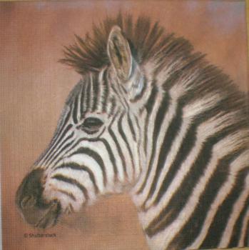 020 Zebra - 3-lagig - ppd - Shutterstock