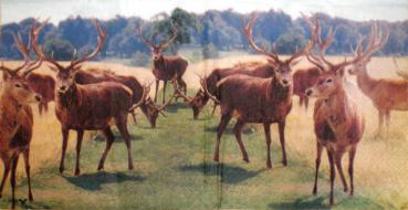 001 Deer - 3-ply - Stewo