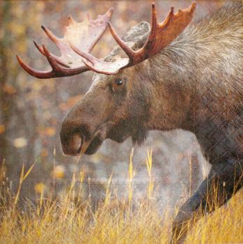 029 Deer - 3-ply - Ambiente