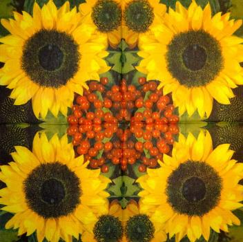 181 Sunflowers - 3-ply