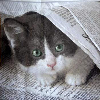 158 Katzen - 3-lagig - Paper Design