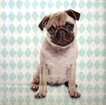 104 Dogs - 3-ply - Stewo