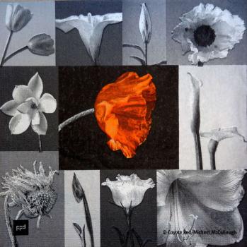 031 Anemones, Poppy - ppd - Michael McCullough