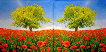 064 Anemones, Poppy - Colourful Life