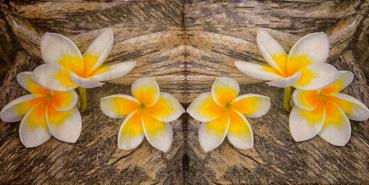 024 Orchids - 3-ply - Paper Design