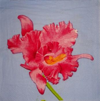 025 Orchideen