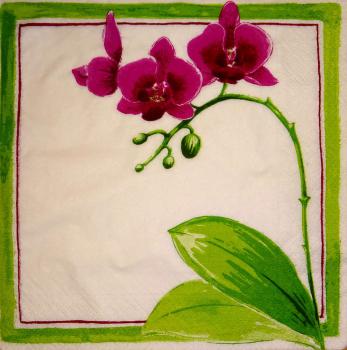 032 Orchids (weiß)