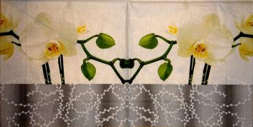 034 Orchids
