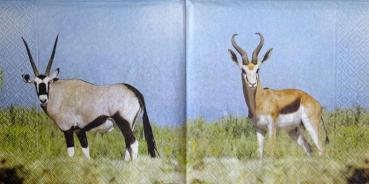 111 Tiere Afrika: Diverse - 3-lagig