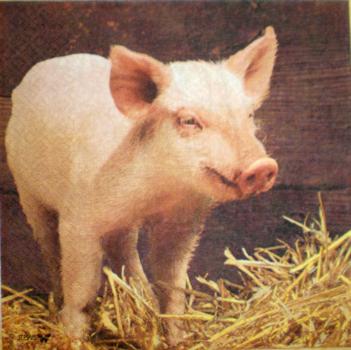 027 Schweine - 3-lagig - Stewo