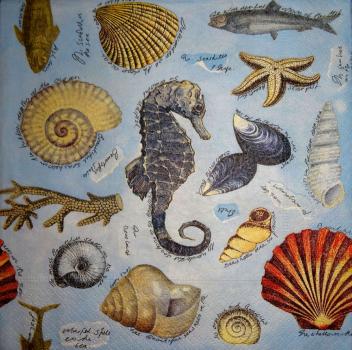 020 Muscheln - 3-lagig (blau) - Paper Design