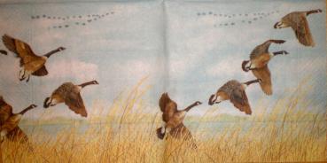 025 Enten - 3-lagig