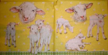 003 Sheep - 3-ply (yellow) - Ihr